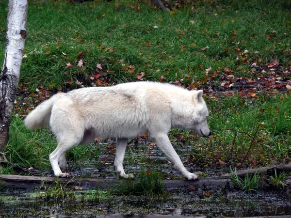 Varg i Quebec. Kanada, Nordamerika. — Stockfoto