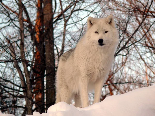 Wolf in Quebec. Canada, Noord-Amerika. — Stockfoto