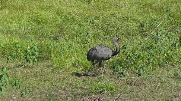 Rheas Bolivya, Güney Amerika.