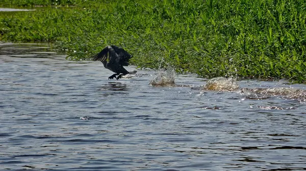 Karabatak Bolivya, Güney Amerika.