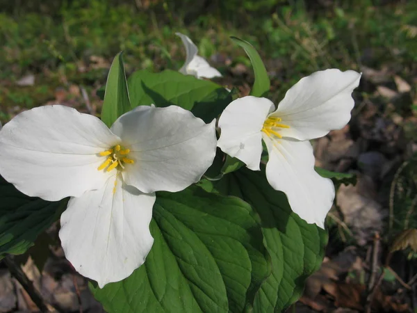 Trä i Quebec. Kanada, Nordamerika. — Stockfoto