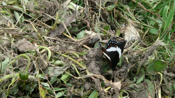 Borboleta em Quebec. Canadá, América do Norte . — Fotografia de Stock