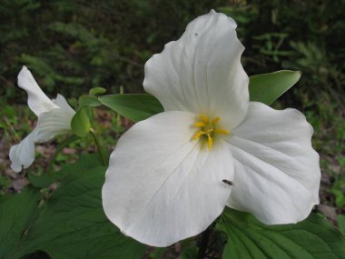 Ahşap Quebec. Kanada, Kuzey Amerika.
