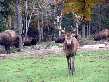 Geyik Quebec. Kanada, Kuzey Amerika.