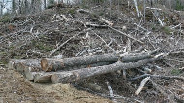 Bush imha Quebec. Kanada, Kuzey Amerika.