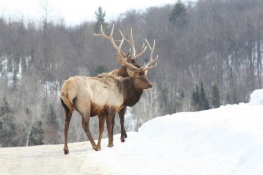 Geyik Quebec. Kanada, Kuzey Amerika.