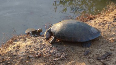 Kaplumbağa Bolivya, Güney Amerika.