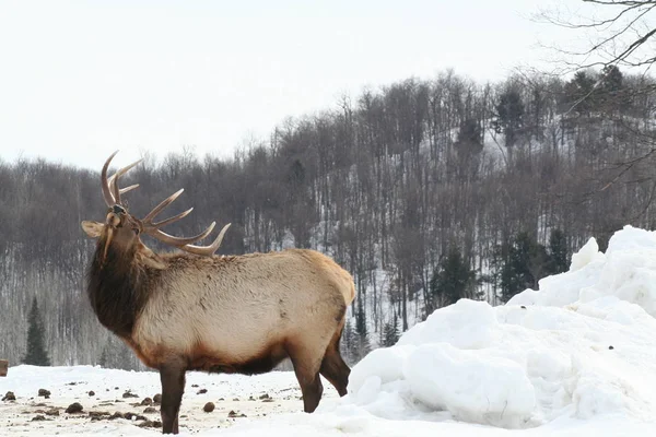 Geyik Quebec. Kanada, Kuzey Amerika.