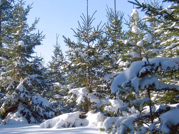 ケベック州では雪します。カナダ、北米. — ストック写真