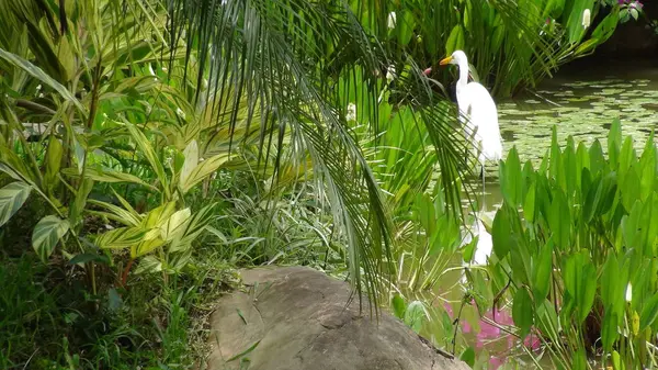 Bolivya, Güney Amerika ak balıkçıl.