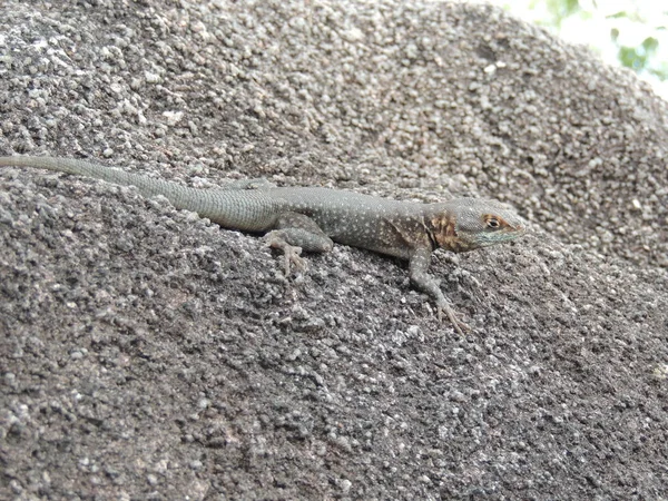 Rock Bolivya, Güney Amerika.