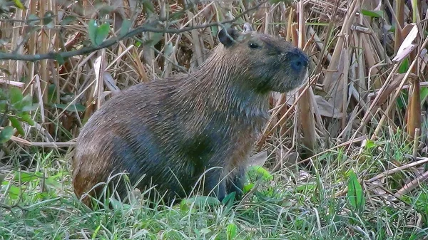 Capibara Bolivya, Güney Amerika.