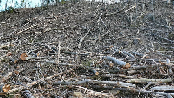 Bush imha Quebec. Kanada, Kuzey Amerika.