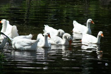 Kaz Quebec. Kanada, Kuzey Amerika.