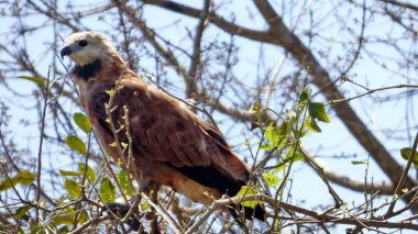 Bolivya'da, Güney Amerika Şahin.