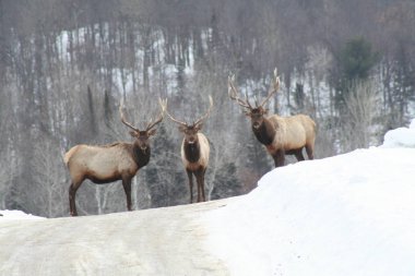 Geyik Quebec. Kanada, Kuzey Amerika.