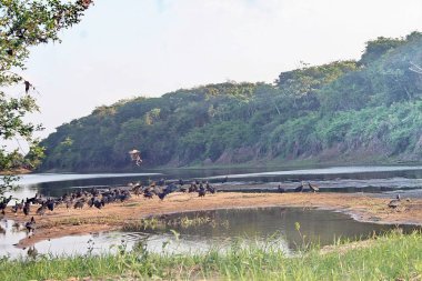 Nehirde Fleuve. Bolivya, Güney Amerika.