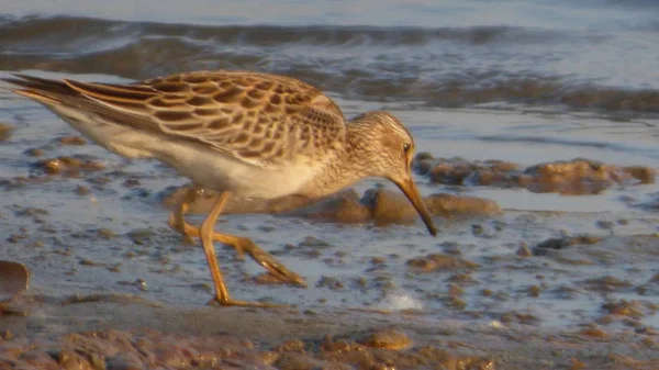 Sandpiper Bolivya, Güney Amerika.