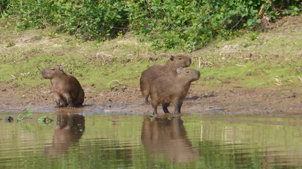 Capibara Bolivya, Güney Amerika.