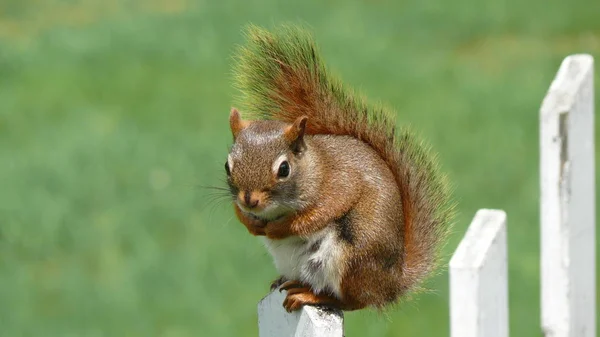 Eichhörnchen in Quebec. Kanada, nordamerika. — Stockfoto