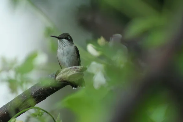 Hummingbird in Quebec. Canada, north America. — Stock Photo, Image