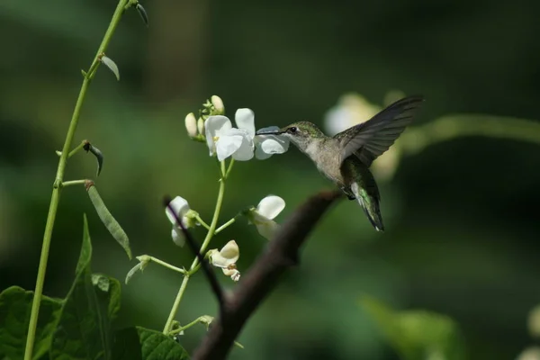 Hummingbird di Quebec. Kanada, Amerika Utara . — Stok Foto
