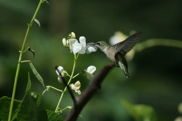 Colibrí en Quebec. Canadá, América del Norte . —  Fotos de Stock