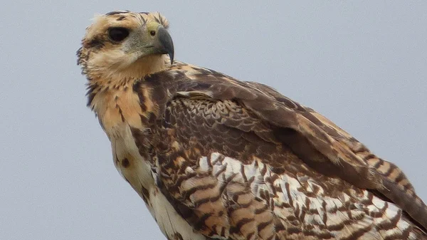 Wilde dieren in Bolivia, Zuid-Amerika. — Stockfoto