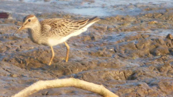 Sandpiper Bolivya, Güney Amerika.