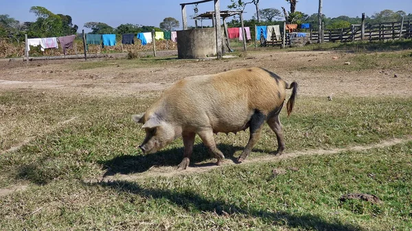 Cerdo en Estancia. Bolivia, América del Sur . —  Fotos de Stock