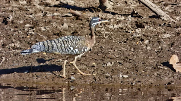 Güneş Bolivya, Güney Amerika.