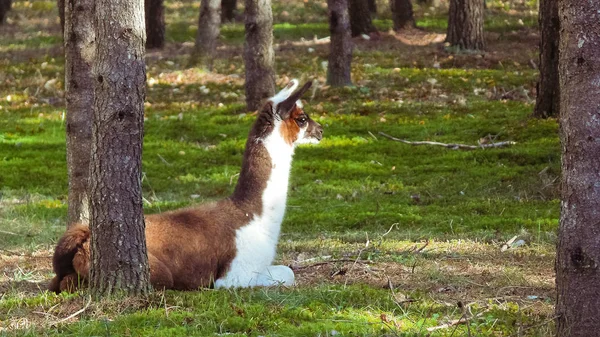 Lama Quebec. Kanada, Kuzey Amerika.