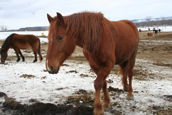 Quebec at. Kanada, Kuzey Amerika.