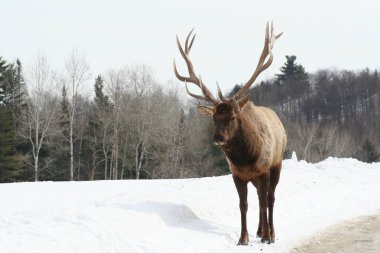 Geyik Quebec. Kanada, Kuzey Amerika.