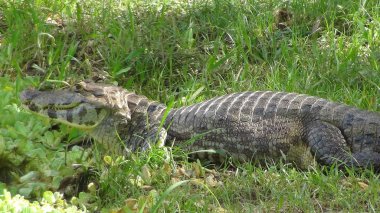 Reptil Bolivya, Güney Amerika.