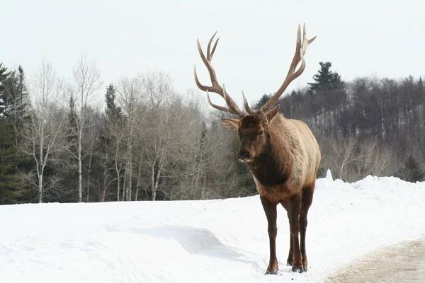 Geyik Quebec. Kanada, Kuzey Amerika.