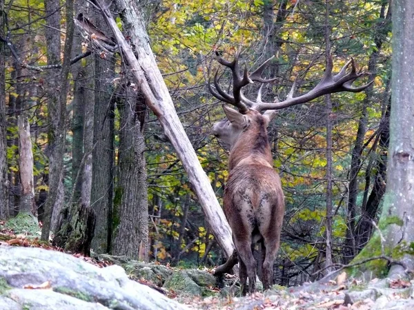 ケベック州の鹿。カナダ、北米. — ストック写真