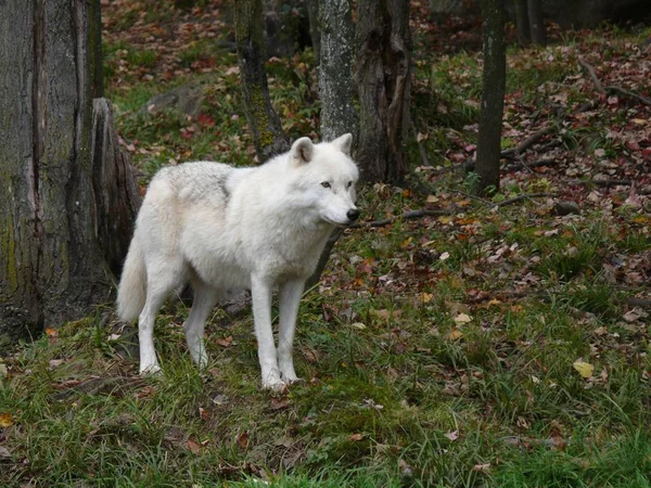 Lupo in Quebec. Canada, Nord America . — Foto Stock