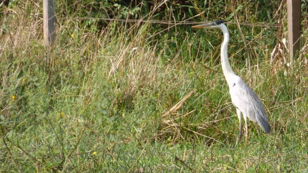 Heron Bolivya, Güney Amerika.