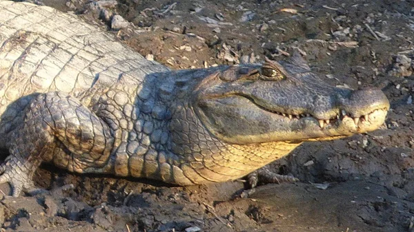 Reptil in bolivien, südamerika. — Stockfoto