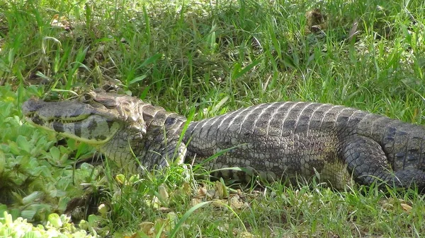 Reptil Bolivya, Güney Amerika.
