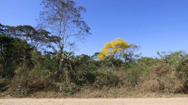 Ağaç Bolivya, Güney Amerika.