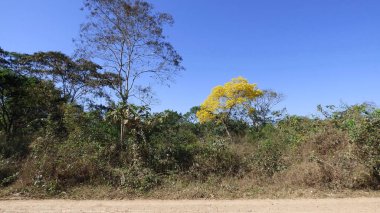 Ağaç Bolivya, Güney Amerika.