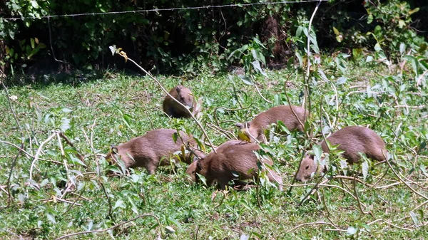 Capibara in Bolivia, Sud America . — Foto Stock