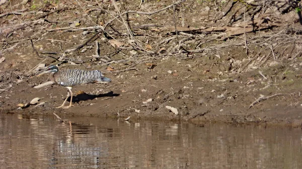 Güneş Bolivya, Güney Amerika.