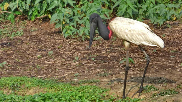 Jabiru en Bolivie, Amérique du Sud . — Photo