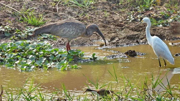 Aigrette en Bolivie, Amérique du Sud . — Photo