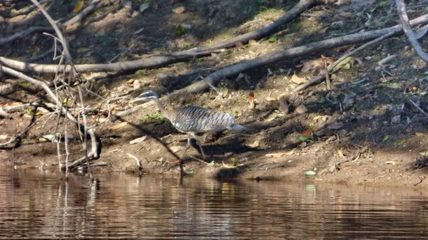 Güneş Bolivya, Güney Amerika.