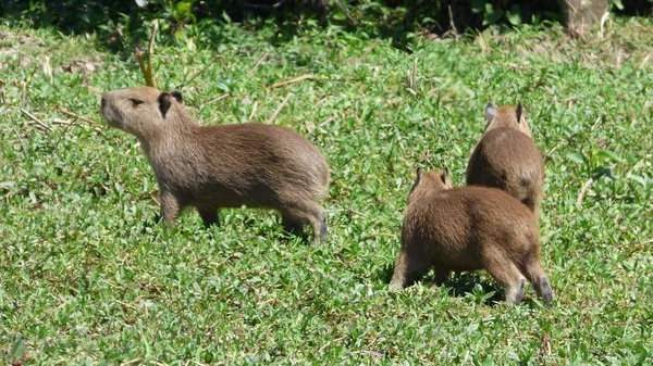 南米ボリビアのカピバラ. — ストック写真