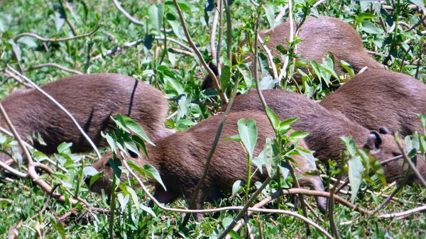 Capibara in Bolivia, Sud America . — Foto Stock